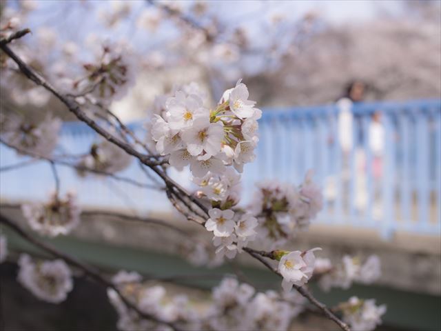 浜田山店 風景｜善福寺川緑地公園の桜